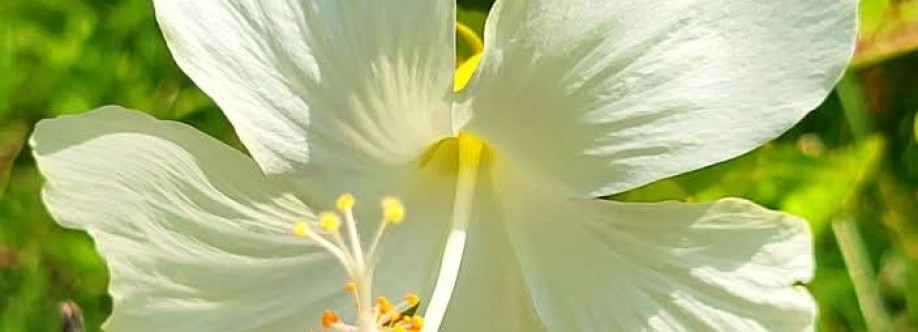 mdredwanislam Cover Image