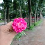 Md Risad Profile Picture